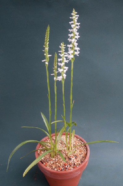 اسپیرانتس سرنوآ